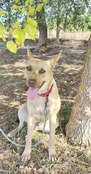 Marley &egrave; ancora qui che attende di trovare casa | Foto 1