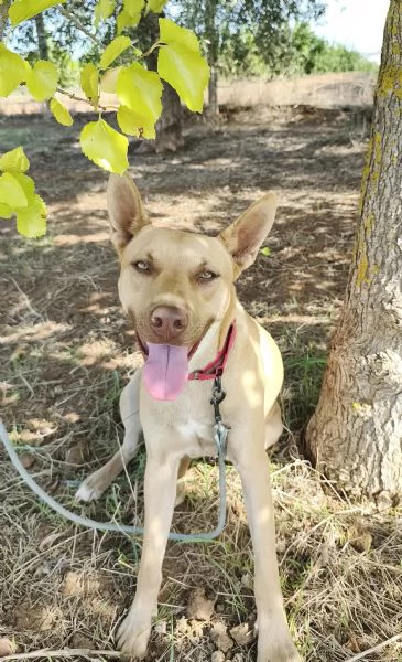 Marley &egrave; ancora qui che attende di trovare casa | Foto 0