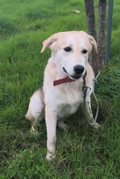 Aiutaci ad andare a casa non vogliamo crescere in canile  | Foto 5