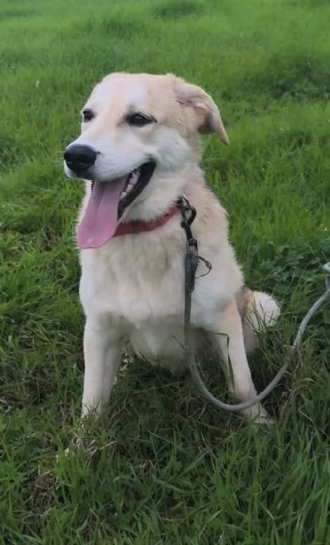 Sono rimasto solo Aiutami a trovare casa 