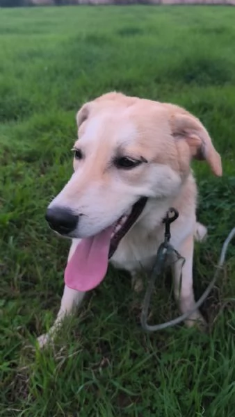Cagnolino in adozione cerca una famiglia  | Foto 2