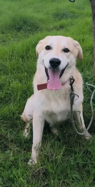 Cagnolino in adozione cerca una famiglia  | Foto 0