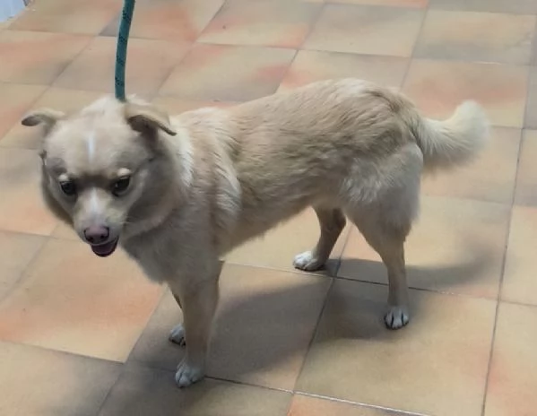 Choco un dolce cagnolino taglia piccola in adozione  | Foto 4