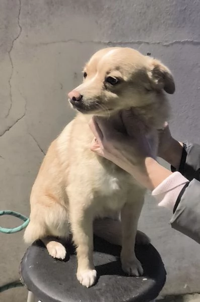 Choco un dolce cagnolino taglia piccola in adozione  | Foto 3