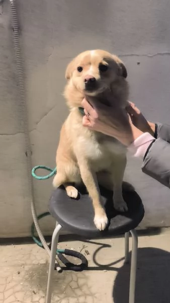 Choco un dolce cagnolino taglia piccola in adozione  | Foto 2