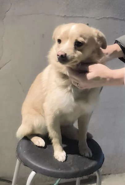 Choco un dolce cagnolino taglia piccola in adozione  | Foto 0