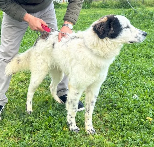 Una famiglia e una casa per questo dolce cane in adozione  | Foto 3