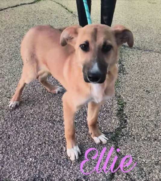 Dolcissima cagnolina in adozione cerca casa  | Foto 5