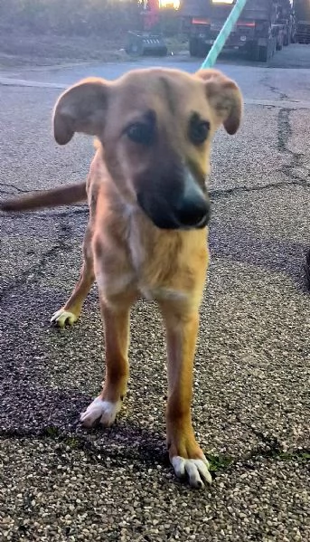 Dolcissima cagnolina in adozione cerca casa  | Foto 3