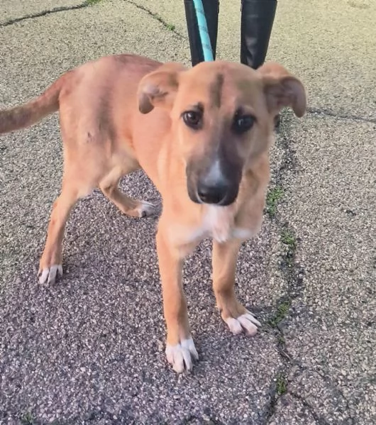 Dolcissima cagnolina in adozione cerca casa  | Foto 0