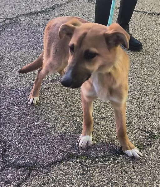 Una cucciola in canile apri il suo box  | Foto 4