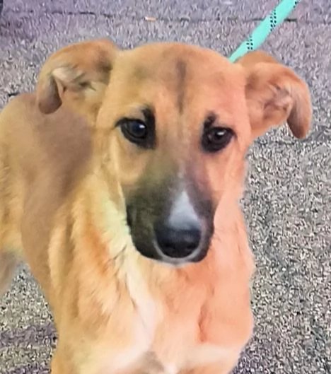 Sceglimi, portami a casa con te