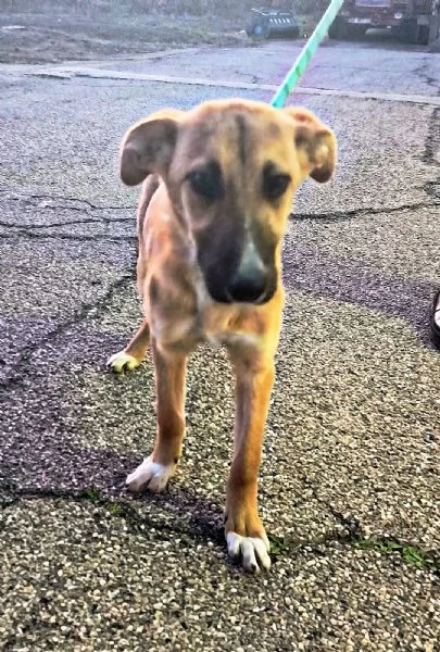 Sceglimi, portami a casa con te | Foto 6