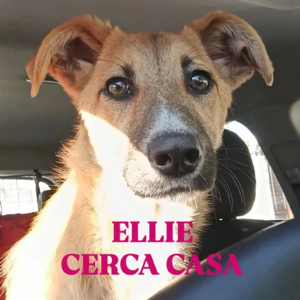 Sceglimi, portami a casa con te | Foto 4