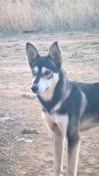 Sky un tenero husky in adozione 