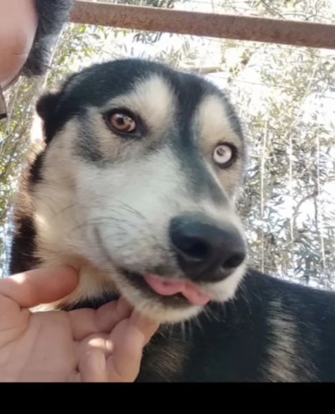 Sky un tenero husky in adozione  | Foto 2