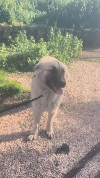 Dolce cucciolone in adozione cerca casa | Foto 4