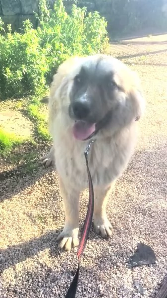 Dolce cucciolone in adozione cerca casa | Foto 3