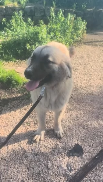 Dolce cucciolone in adozione cerca casa | Foto 2