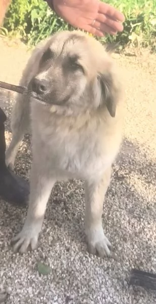 Dolce cucciolone in adozione cerca casa | Foto 1