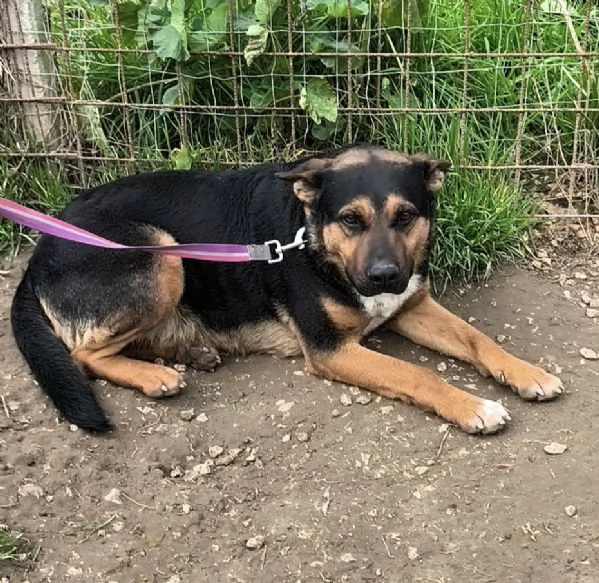 Eros un dolce cucciolone &egrave; ancora in box che attende la libert&agrave;!