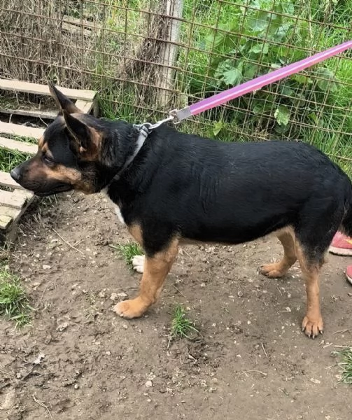 Eros un dolce cucciolone &egrave; ancora in box che attende la libert&agrave;! | Foto 6