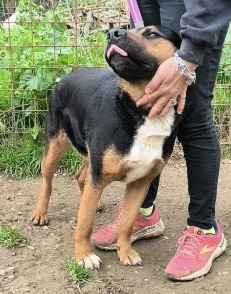 Eros un dolce cucciolone &egrave; ancora in box che attende la libert&agrave;! | Foto 4