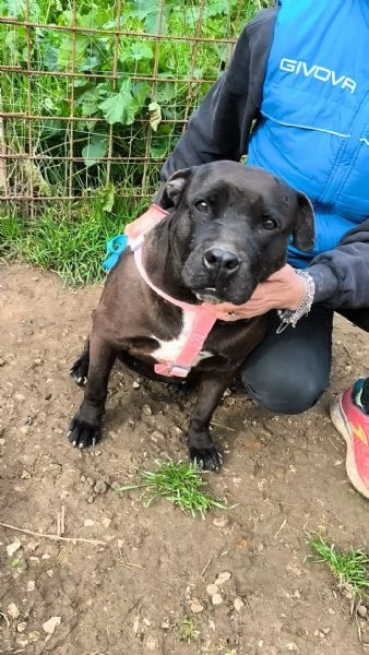 Eros un dolce cucciolone &egrave; ancora in box che attende la libert&agrave;! | Foto 2