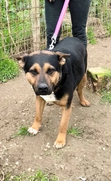 Eros un dolce cucciolone &egrave; ancora in box che attende la libert&agrave;! | Foto 1