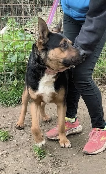 Eros un dolce cucciolone &egrave; ancora in box che attende la libert&agrave;! | Foto 0
