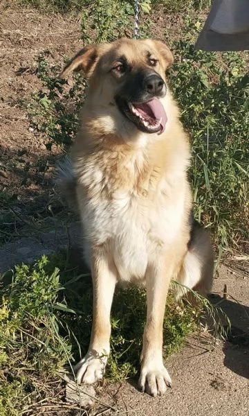 Un dolce pastore in adozione cerca casa  | Foto 6