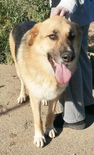 Un dolce pastore in adozione cerca casa  | Foto 5