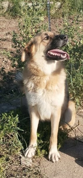 Un dolce pastore in adozione cerca casa  | Foto 3