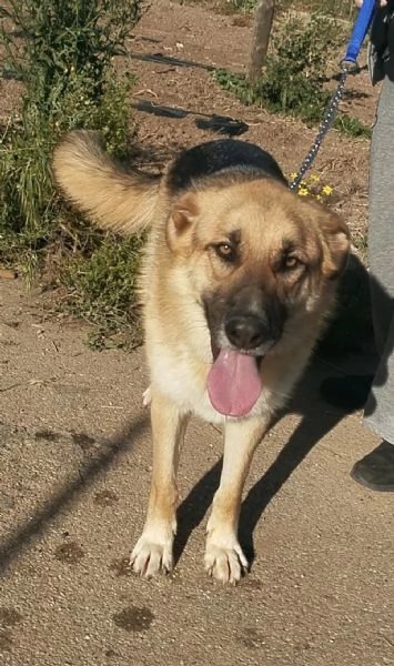 Un dolce pastore in adozione cerca casa 