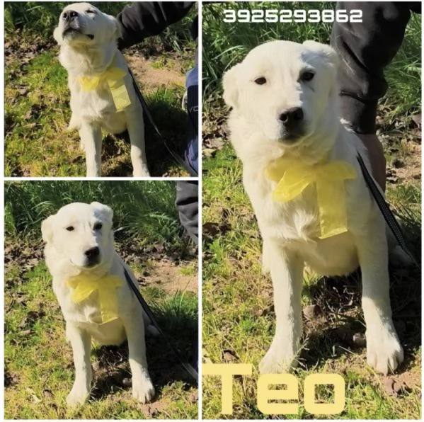 Cuccioli in adozione cercano casa  | Foto 0