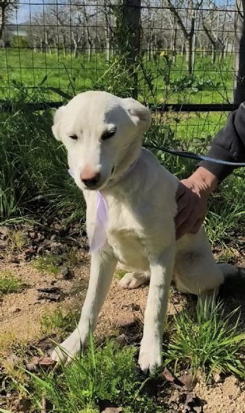 Neve dolce cucciola taglia media in adozione  | Foto 3