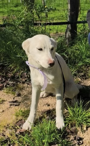 Neve dolce cucciola taglia media in adozione  | Foto 2