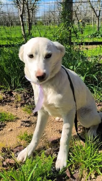 Neve dolce cucciola taglia media in adozione  | Foto 0