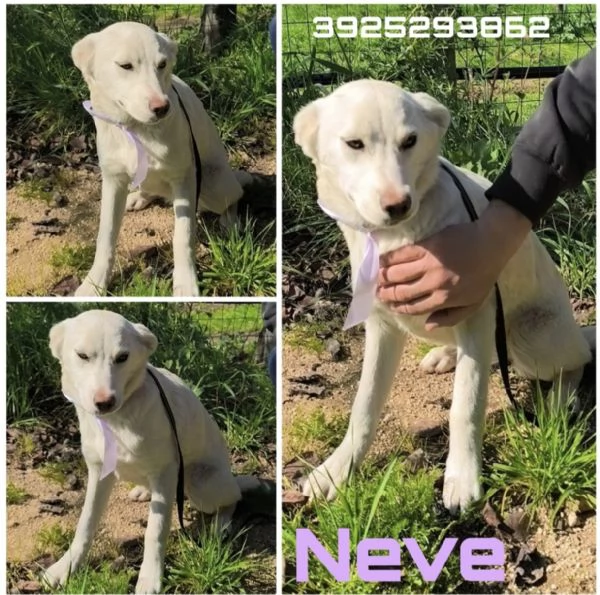 Neve dolce cucciola taglia media in adozione 