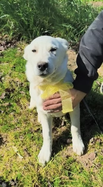 Teo dolce cucciolo con i suoi fratelli cerca casa | Foto 6