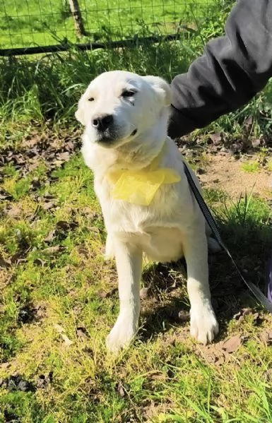 Teo dolce cucciolo con i suoi fratelli cerca casa | Foto 5