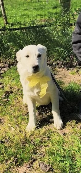 Teo dolce cucciolo con i suoi fratelli cerca casa | Foto 4