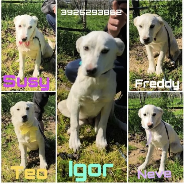 Teo dolce cucciolo con i suoi fratelli cerca casa | Foto 2