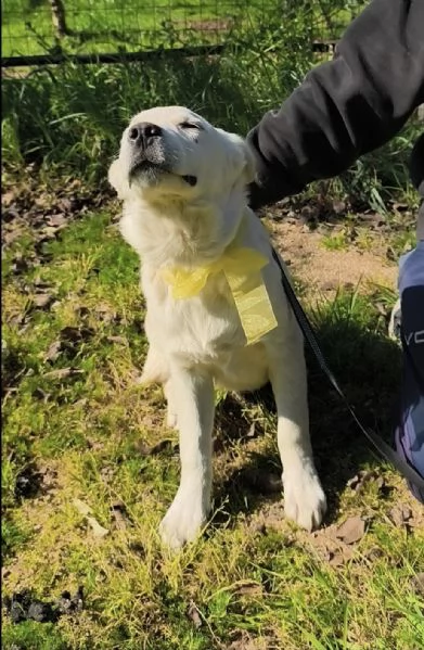 Teo dolce cucciolo con i suoi fratelli cerca casa | Foto 0