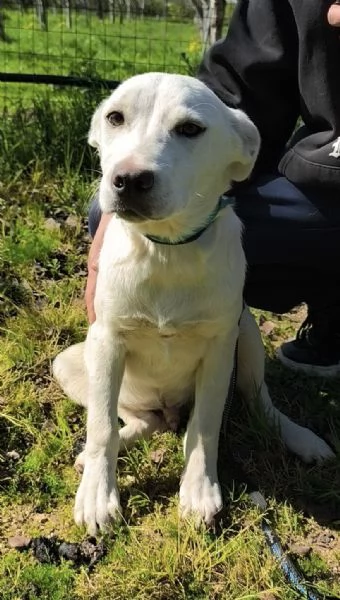 Igor &egrave; ancora qui che spera di trovare casa  | Foto 6