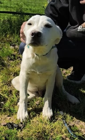 Igor &egrave; ancora qui che spera di trovare casa  | Foto 5