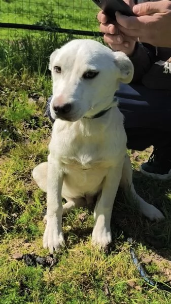 Igor &egrave; ancora qui che spera di trovare casa  | Foto 4