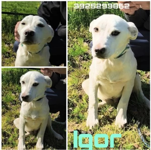 Igor &egrave; ancora qui che spera di trovare casa 