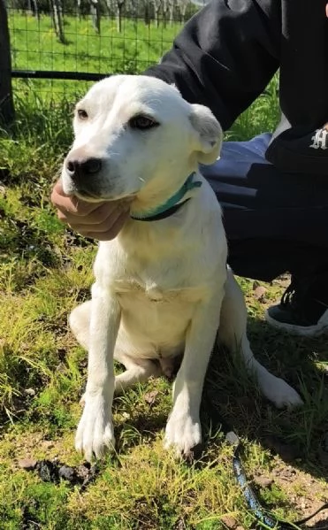 Igor &egrave; ancora qui che spera di trovare casa  | Foto 3