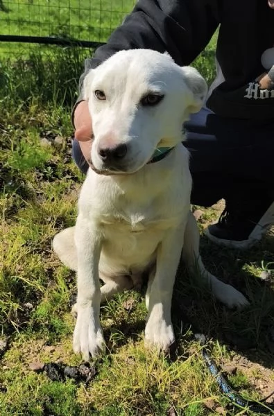Igor &egrave; ancora qui che spera di trovare casa  | Foto 2